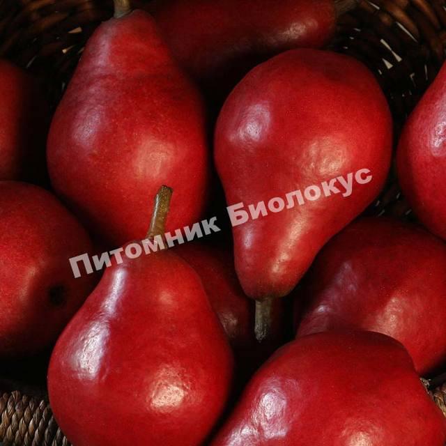 Груша Старкримсон