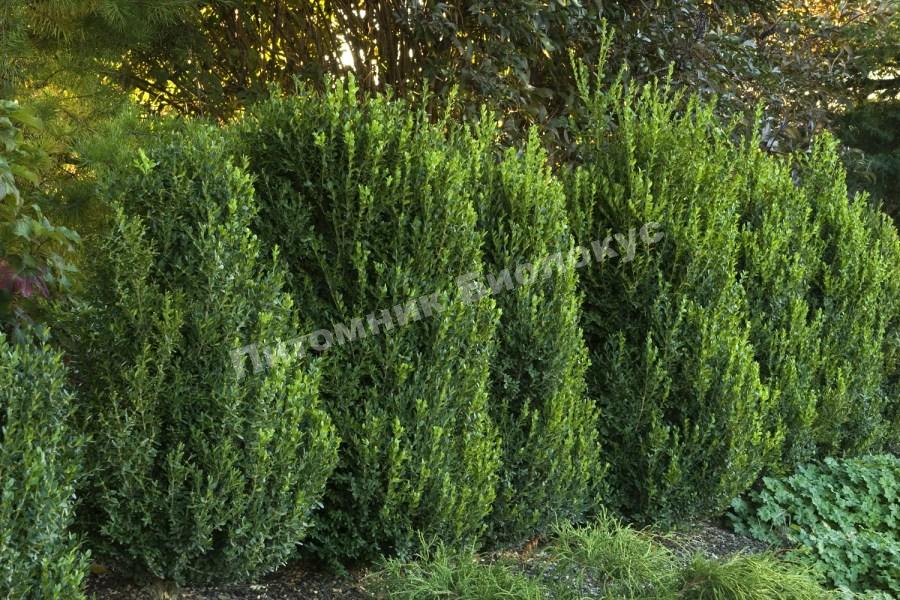 Самшит вечнозеленый Зеленая Гора