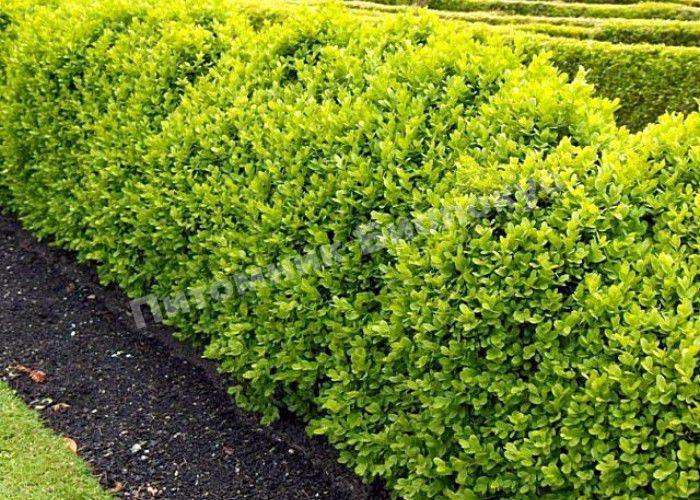 Самшит мелколистный