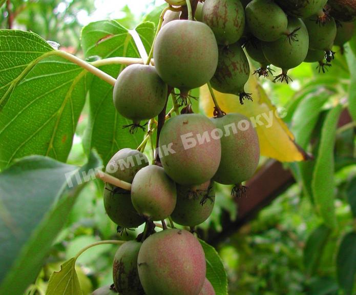 Актинидия аргута Вейки