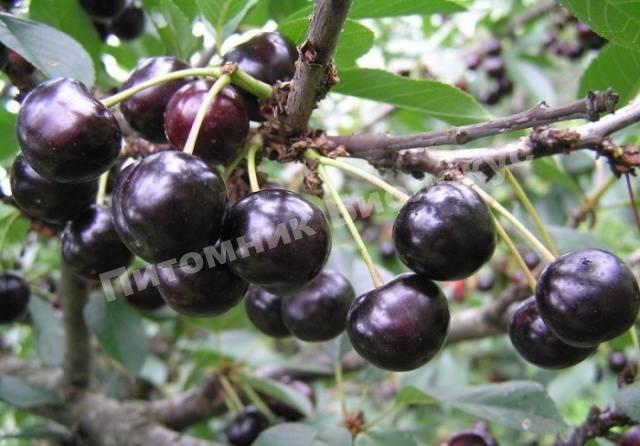Вишня Антрацитовая