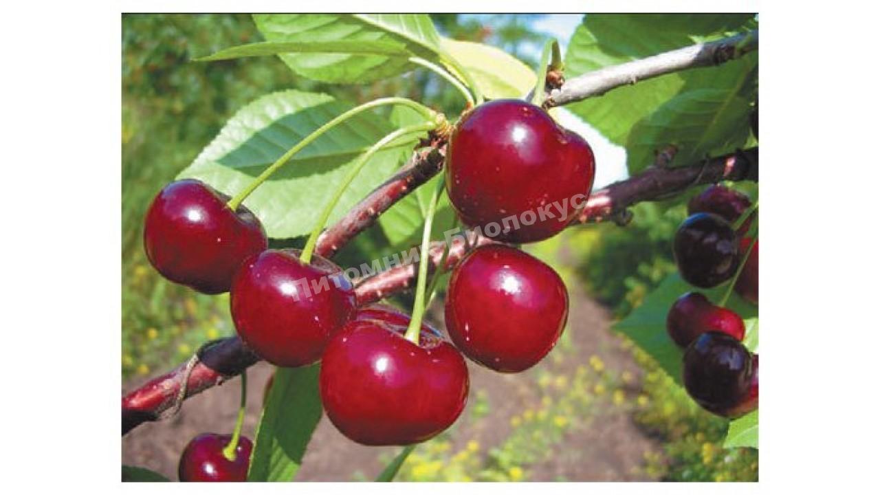 Вишня Апухтинская