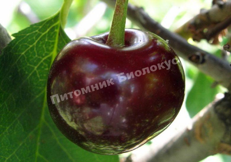 Вишня Брюнетка