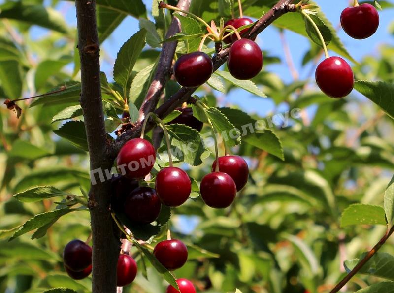 Вишня Дымка