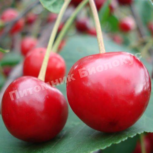 Вишня Крупная десертная