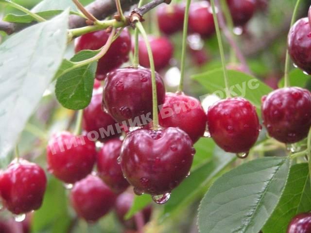 Вишня Волочаевка