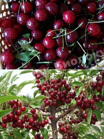 Вишня Встреча