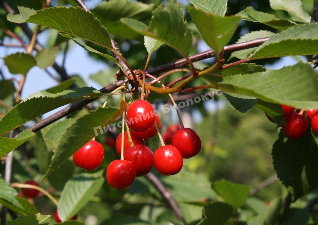 Вишня Живица