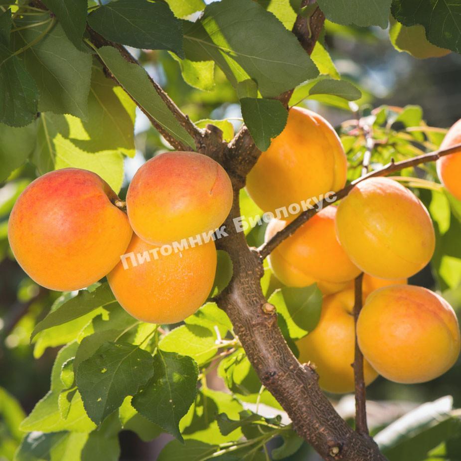 Абрикос Айсберг