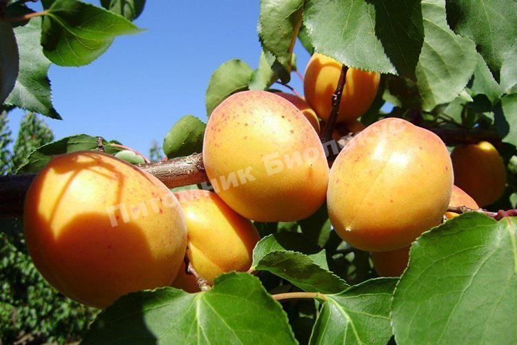 Абрикос Ананасный Цюрупинский