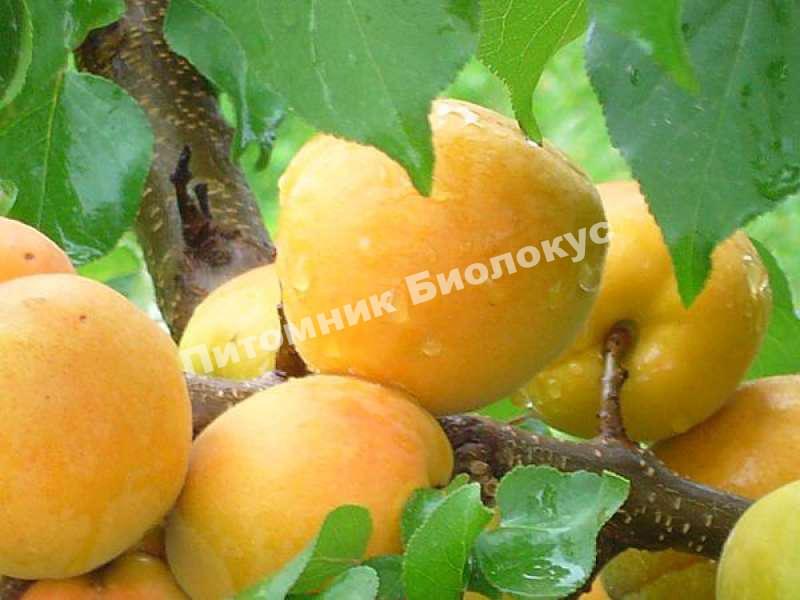 Абрикос Ананасный