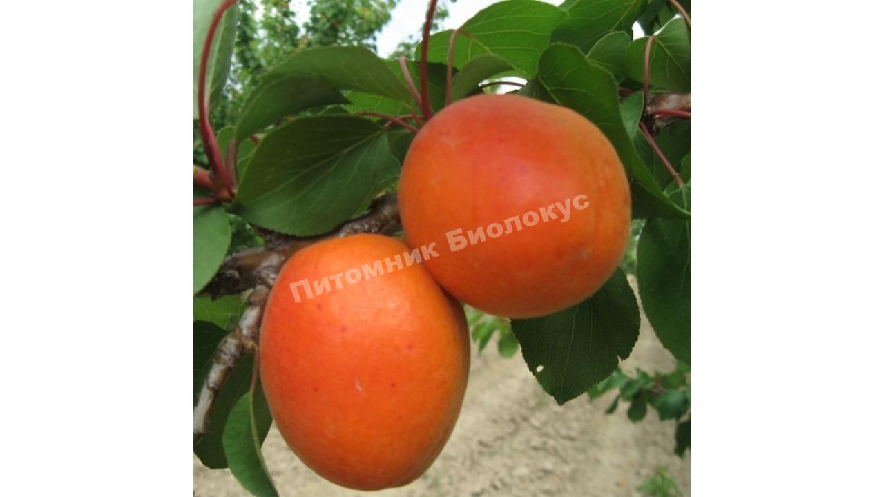 Абрикос Бела Диамола