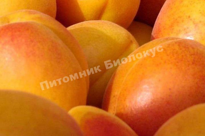 Абрикос ​Джумбо Кот