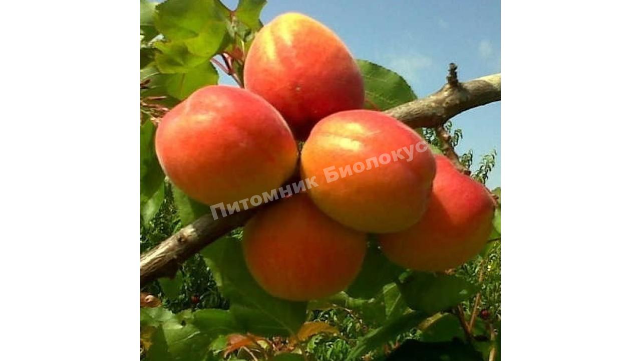 Абрикос Киото