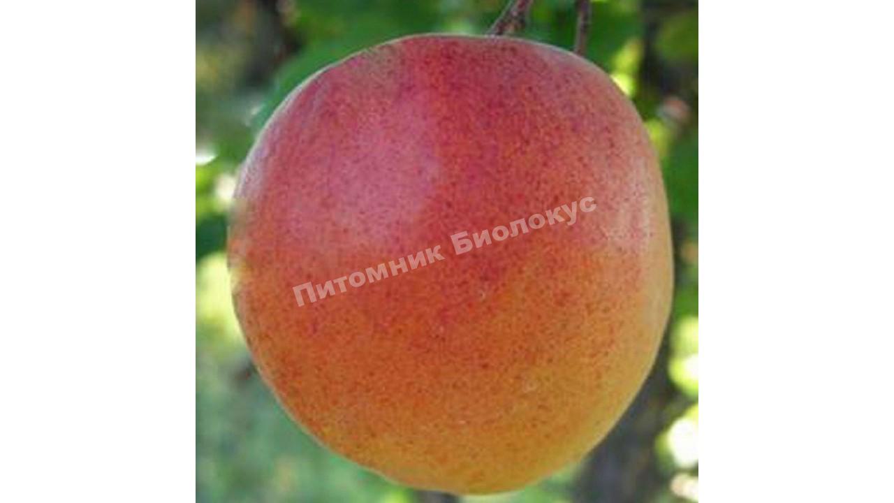 Абрикос Крупноплодный Дуки