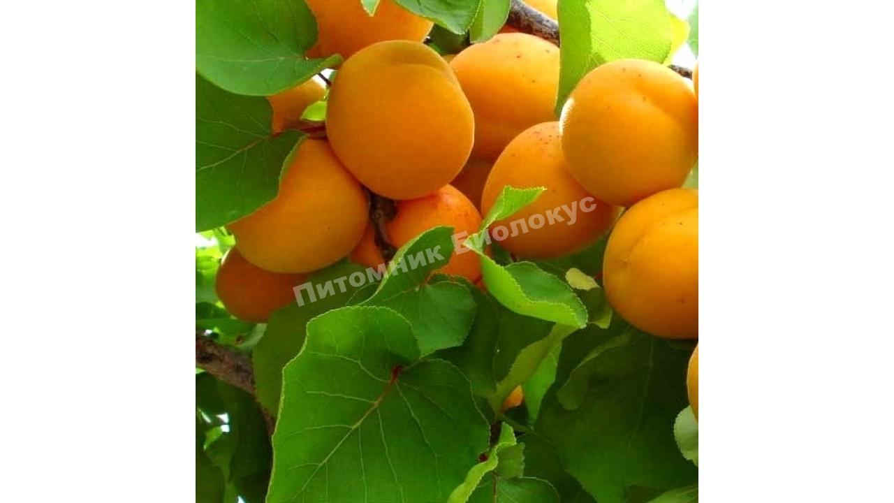 Абрикос Ледана