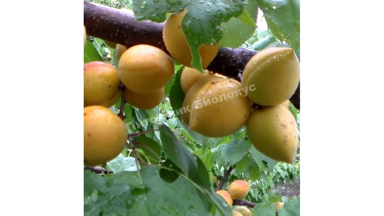 Абрикос Манитоба 604