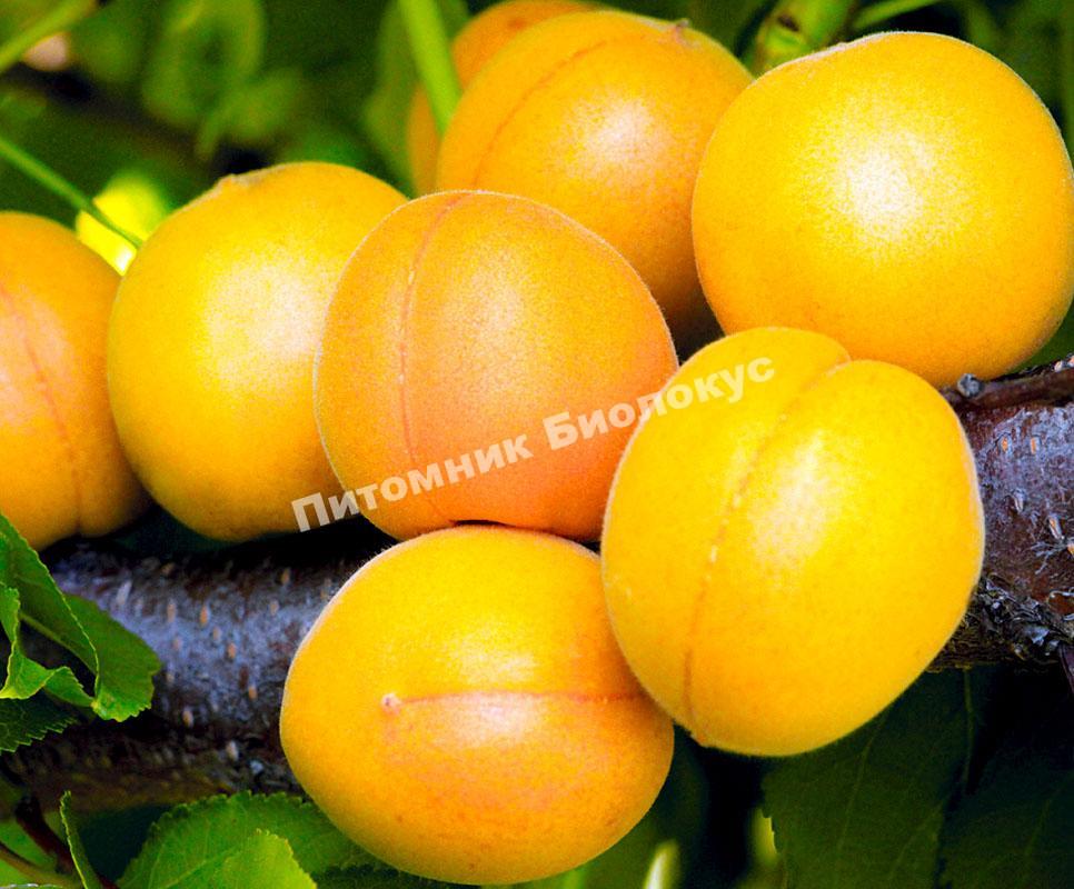 Абрикос Медовый