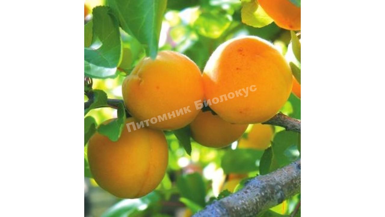 Абрикос Мелитопольский поздний