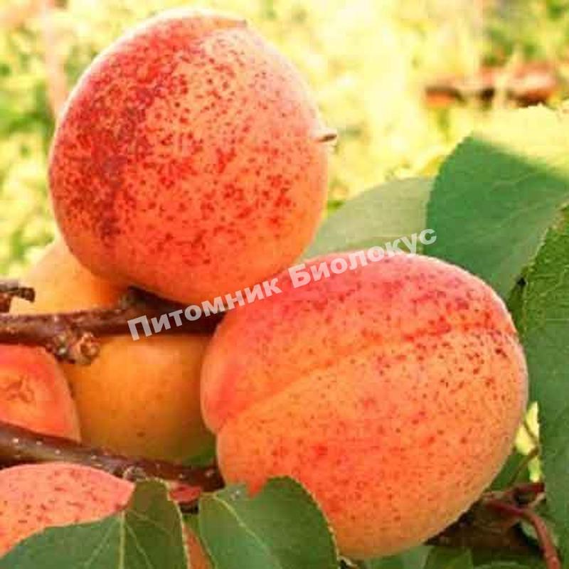 Абрикос Монастырский