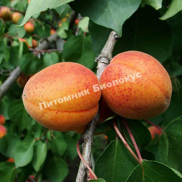 Абрикос Алеша