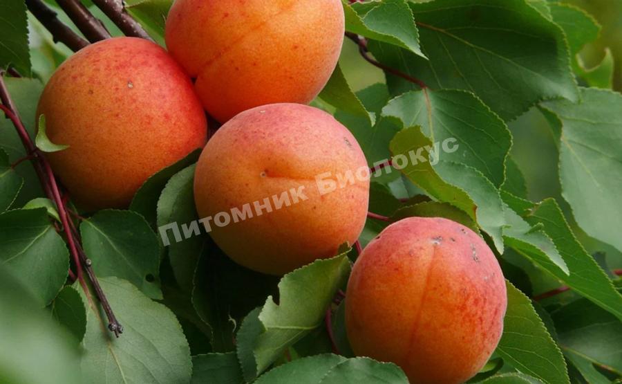 Абрикос Графиня