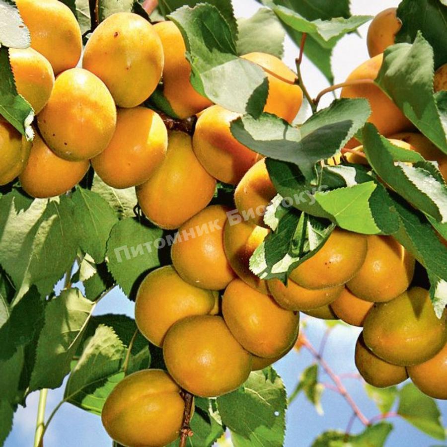 Абрикос Лель