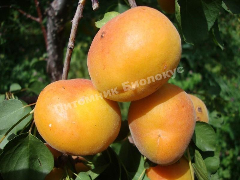 Абрикос Никитинский