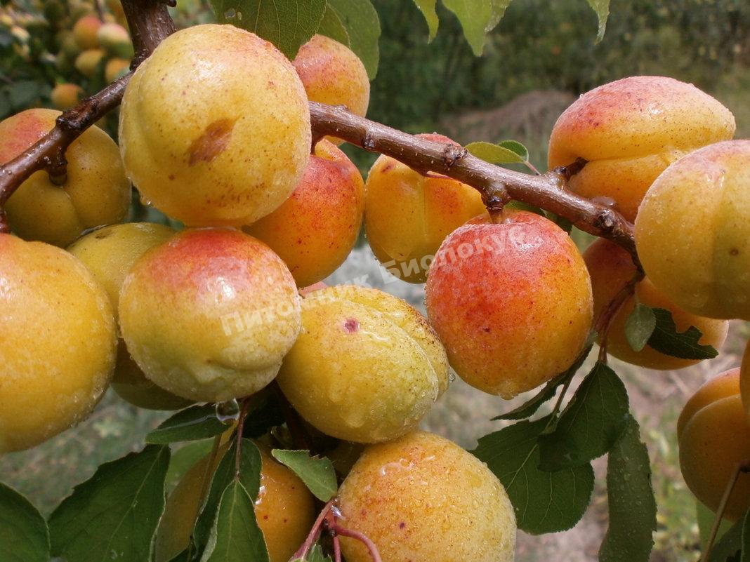 Абрикос Юбилейный