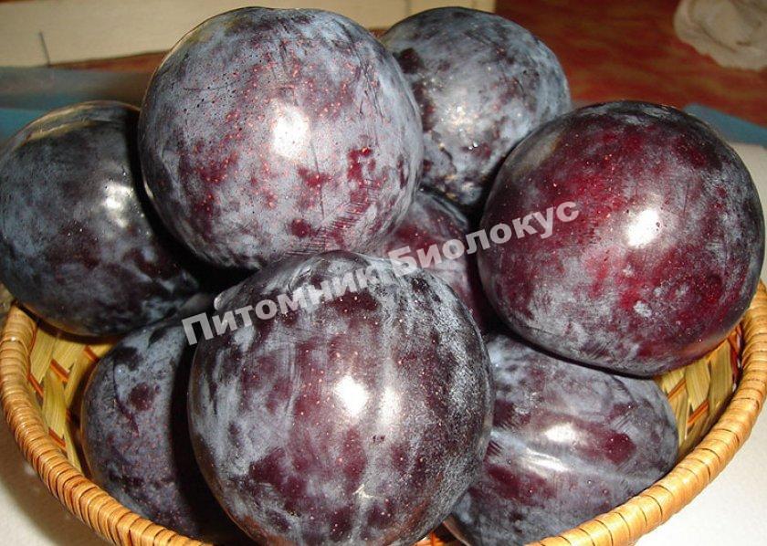 Алыча Анжелино