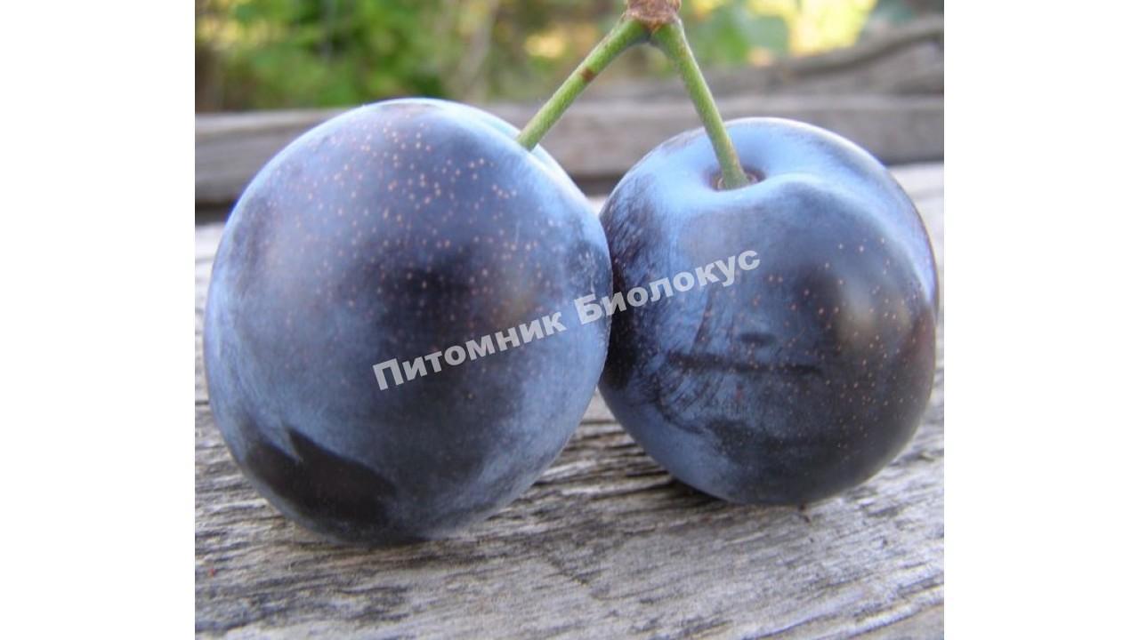 Алыча Блек Голд