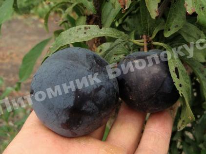 Cлива Блэк Амбер