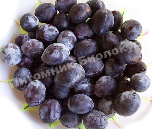 Cлива Богатырская синяя