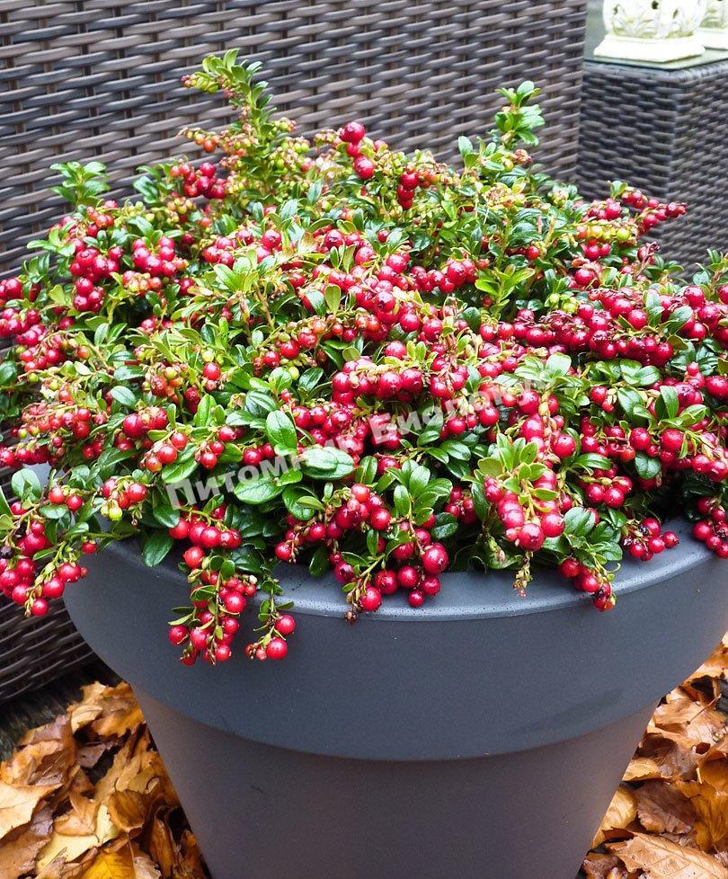 Брусника Рэд Кенди