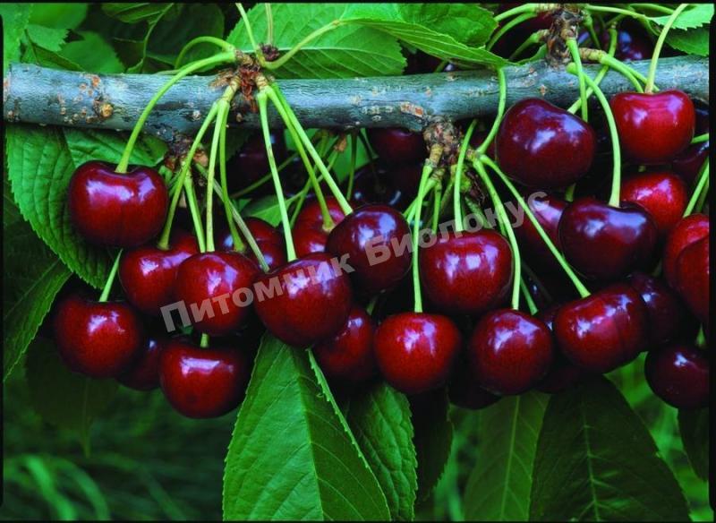 Черешня Крупноплодня