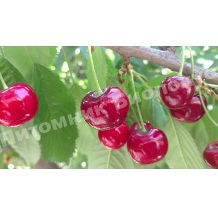 Черешня Октавия