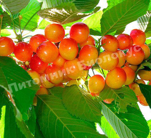 Черешня Приусадебная