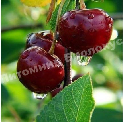 Черешня Сказка