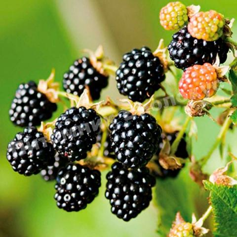 Ежевика Апачи