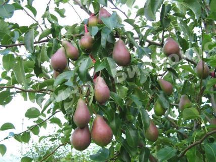 Груша Парижанка домашняя