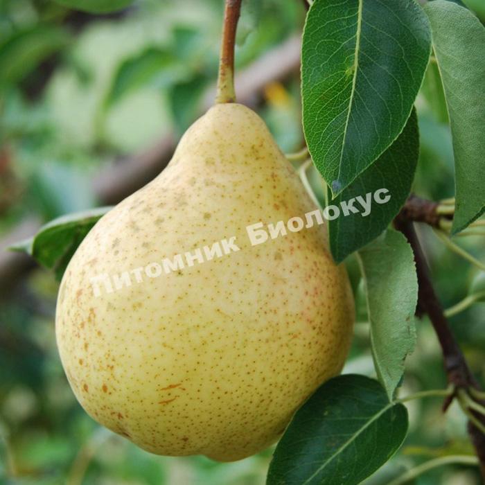 Груша Москвичка