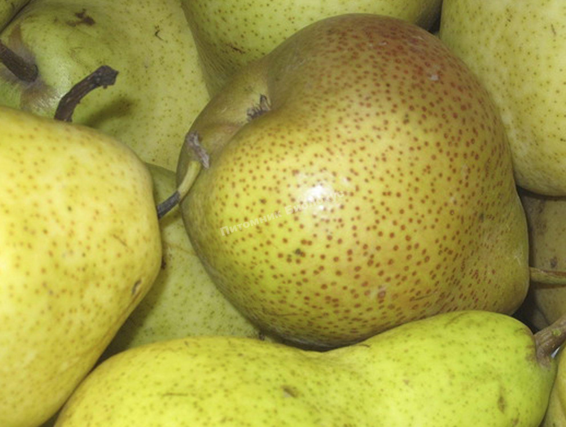 Груша Царская