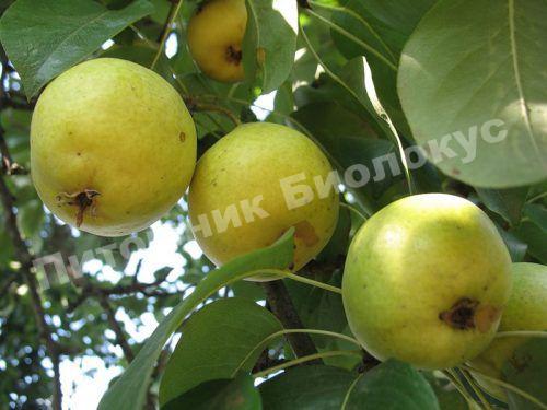 Груша Бергамот Московский
