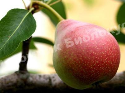 Груша Краснобокая домашняя