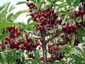 Вишня колоновидная Малютка