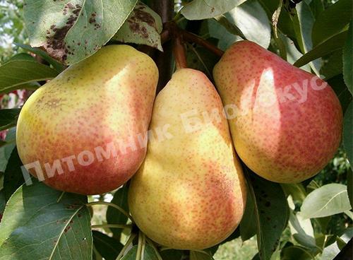 Груша Ника домашняя