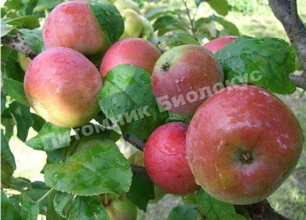 Яблоня Памяти Тихомирова