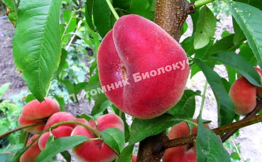 Персик Никитский плоский