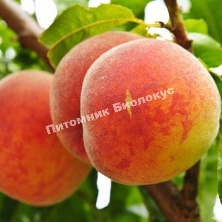 Персик Донецкий Ранний