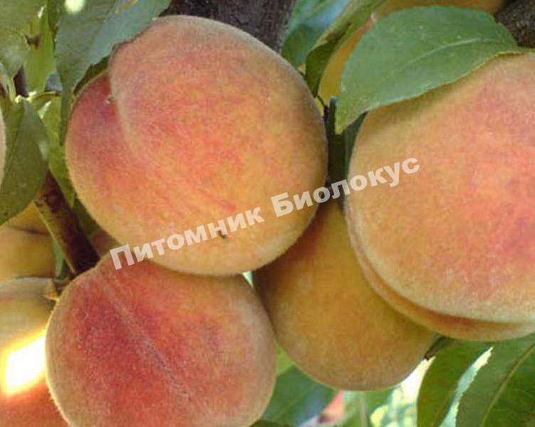 Персик Кремлевский
